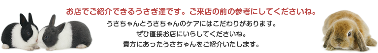 うさちゃん紹介