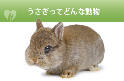 うさぎってどんな動物