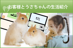 お客様とうさちゃんの生活紹介