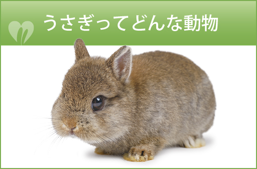 うさぎってどんな動物