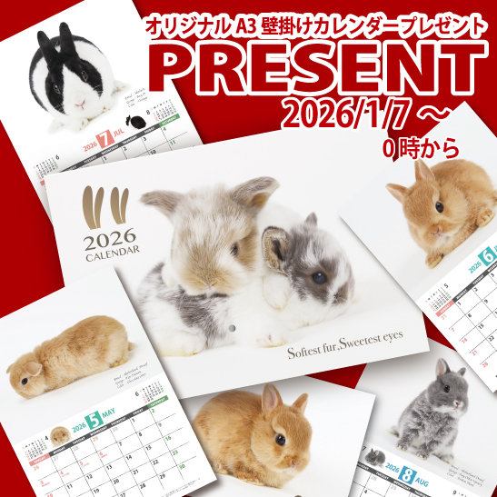 うさぎページ うさぎのしっぽ通販は、『Sweet Rabbit calendar2026