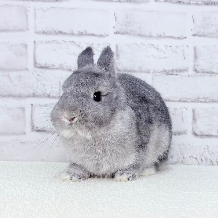 ネザーランドドワーフ