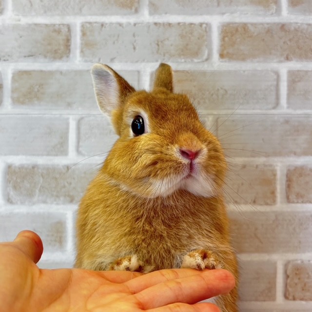 うさぎ 恵比寿 うさぎ飼いたい 東京 うさぎ専門店