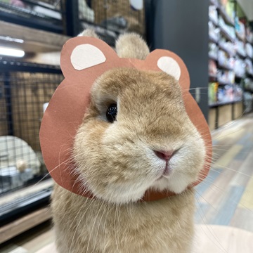 ネザーランドドワーフ たちみみ うさぎ うさぎ専門店