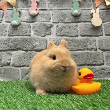 ネザーランドドワーフ 子うさぎ 赤ちゃん フォーン うさぎ ウサギ 生体