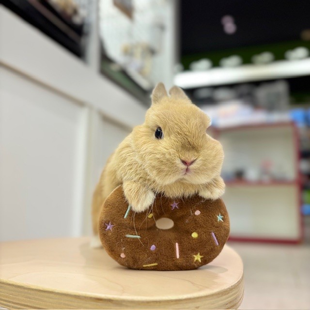 ネザーランドドワーフ たちみみ うさぎ うさぎ専門店