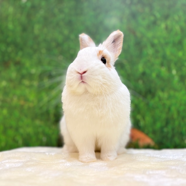うさぎのしっぽ / うさぎ紹介 ネザーランドドワーフ