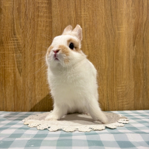 うさぎのしっぽ/うさぎ紹介/ネザーランドドワーフ