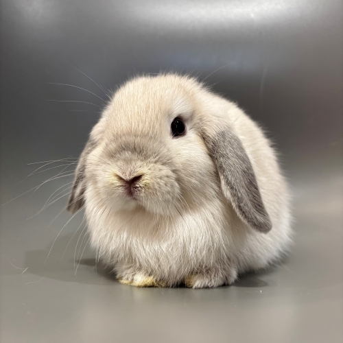 Non Stop Rabbit まとめ売り　１枚目〜６枚目全て　40点以上 ホーランドロップ