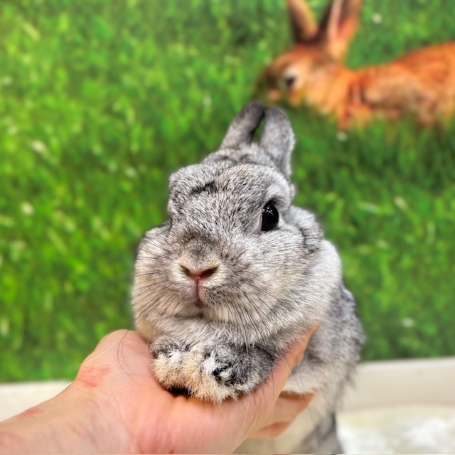 うさぎのしっぽ
