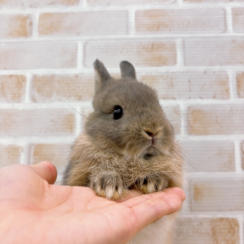うさぎのしっぽ