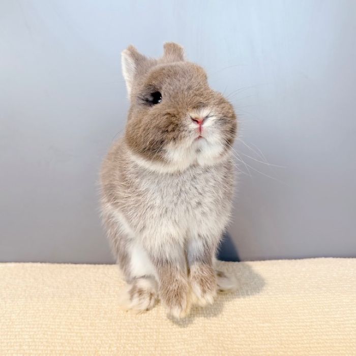 うさぎのしっぽ