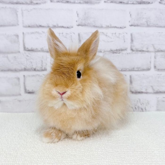 うさぎのしっぽ