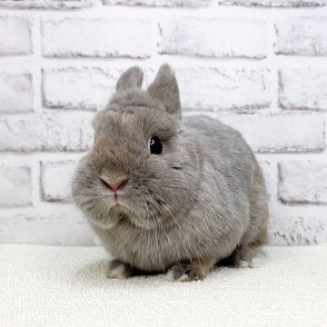 うさぎのしっぽ