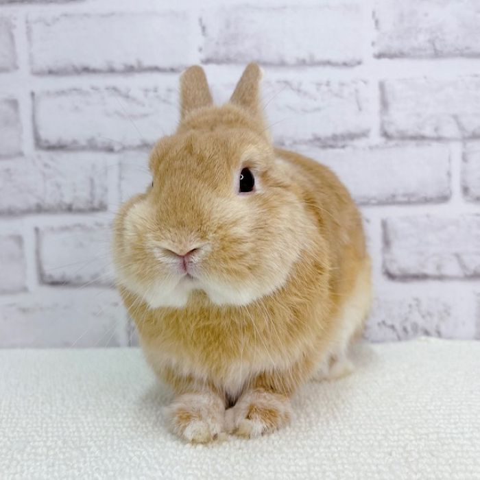 うさぎのしっぽ