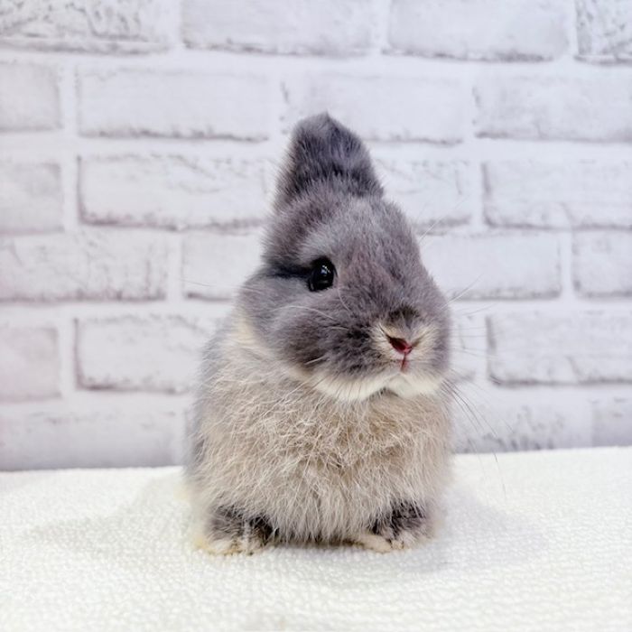 うさぎのしっぽ