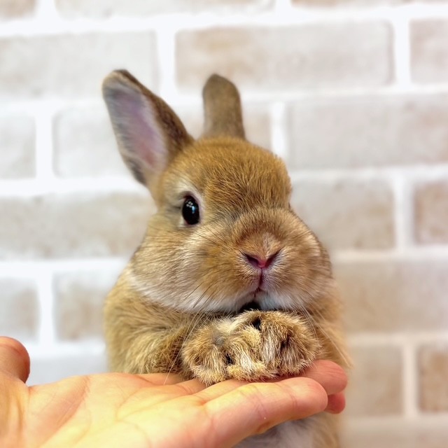 ネザーランドドワーフ たちみみ うさぎ うさぎ専門店