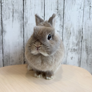 うさぎ紹介（うさぎ販売） | うさぎのしっぽ
