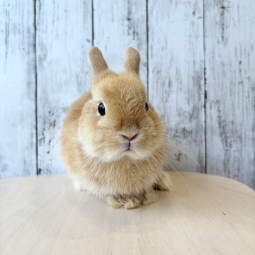 レア 一点物 3本足のうさぎ プラクルアン レア 一点物 3本足のうさぎ プラクルアン 000000000017_NGe44bT.jpg