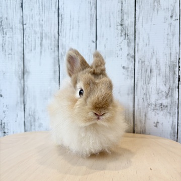 うさぎ紹介（うさぎ販売） | うさぎのしっぽ