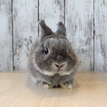 サボらないタイプのうさぎ  うさぎ紹介（うさぎ販売） | うさぎのしっぽ