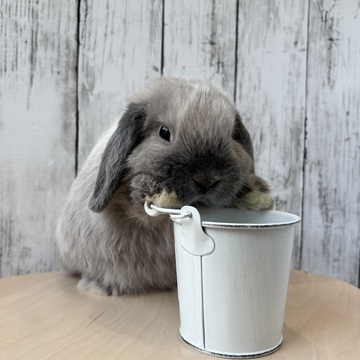 うさぎの飼い方・病気情報、通販 うさぎ専門店うさぎのしっぽ うさぎの飼い方・病気情報、通販 うさぎ専門店うさぎのしっぽ