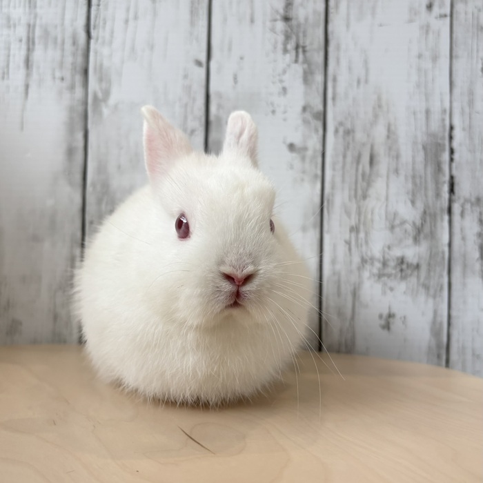 うさぎのしっぽ