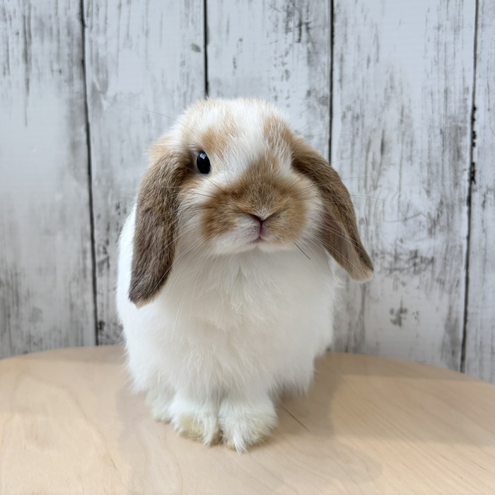 うさぎのしっぽ