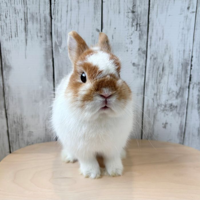 うさぎのしっぽ