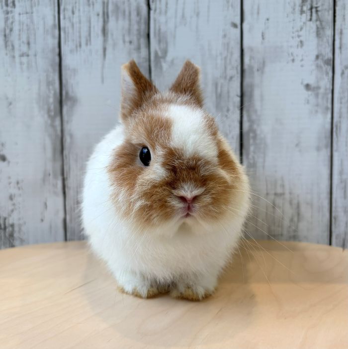 うさぎのしっぽ
