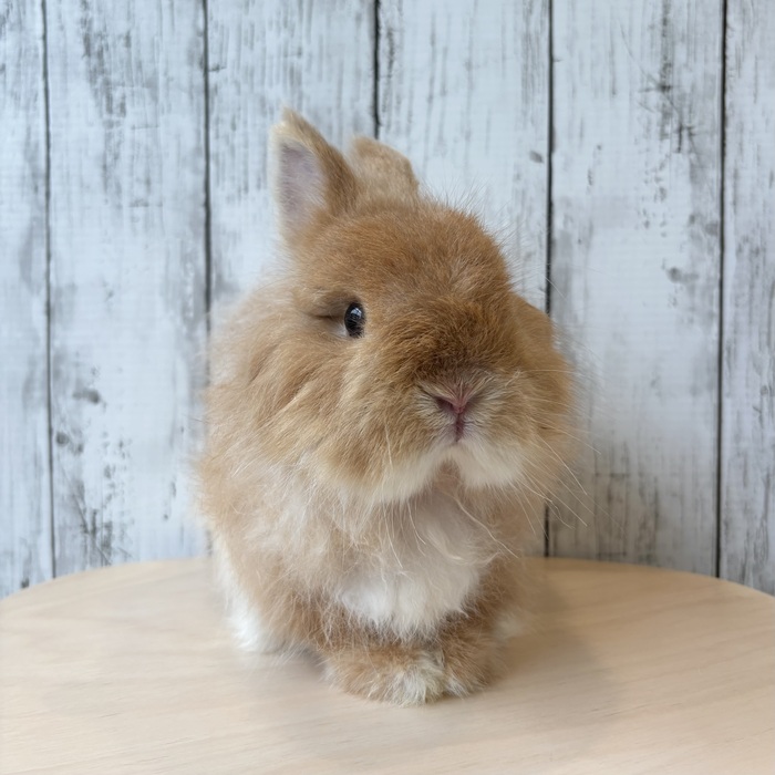 うさぎの飼い方・病気情報、通販 うさぎ専門店うさぎのしっぽ
