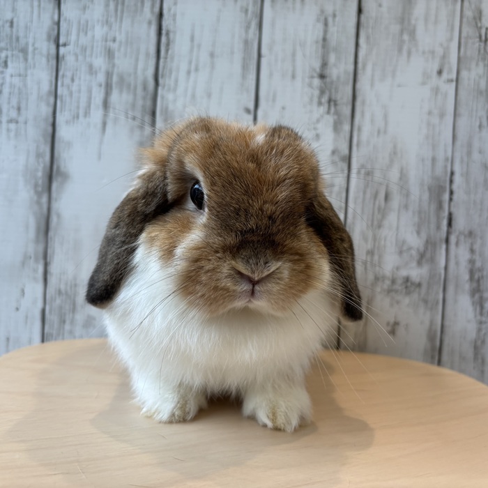 うさぎのしっぽ