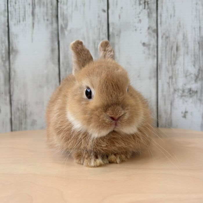 うさぎのしっぽ