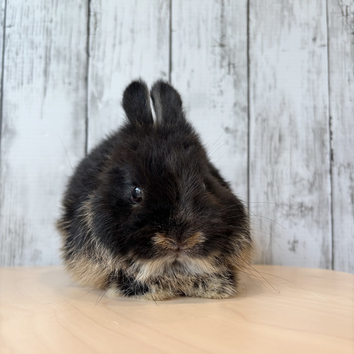 うさぎのしっぽ