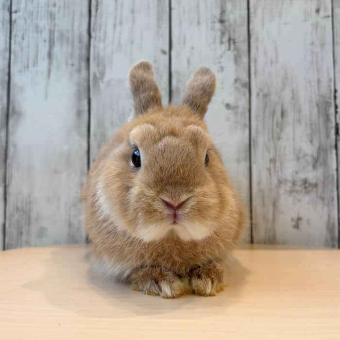うさぎのしっぽ