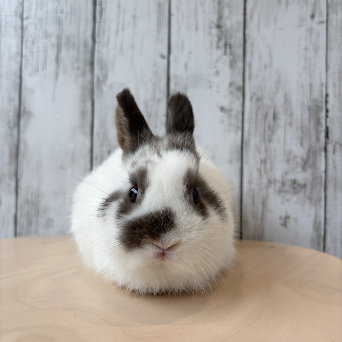 うさぎの飼い方・病気情報、通販 うさぎ専門店うさぎのしっぽ