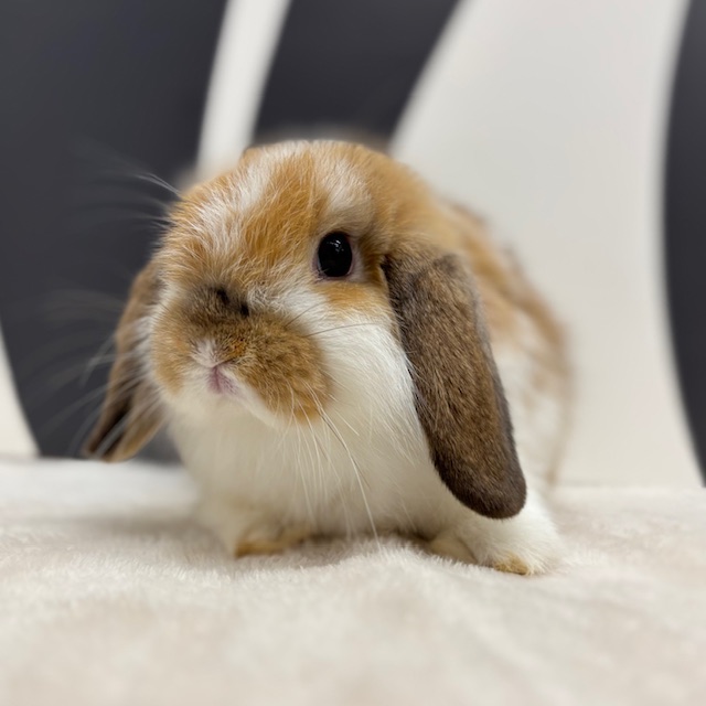 うさぎのしっぽ