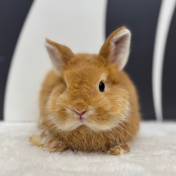 うさぎ関連用品　うさぎのしっぽ購入品等 うさぎのしっぽ通販は、『うさぎのしっぽの総合カタログ No.14