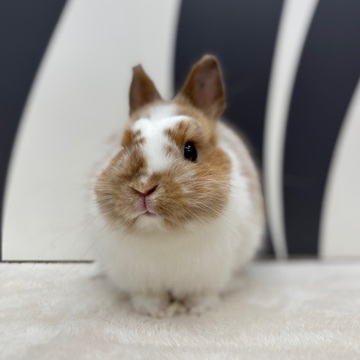 うさぎ紹介（うさぎ販売） | うさぎのしっぽ