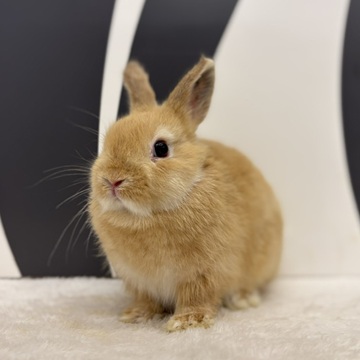 うさぎのしっぽ