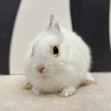 うさぎのしっぽ