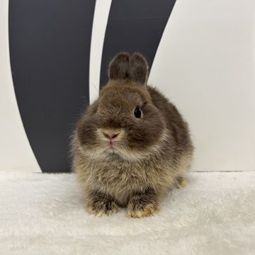 うさぎのしっぽ