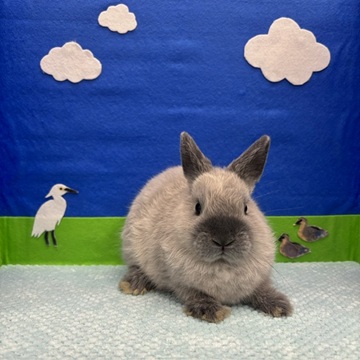 うさぎのしっぽ