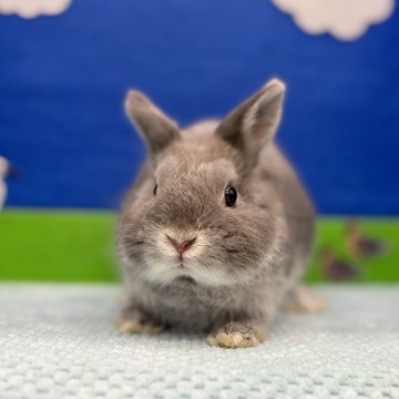 うさぎのしっぽ