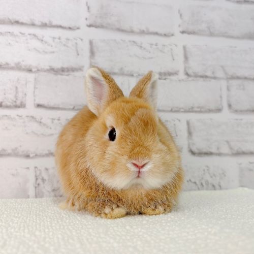 うさぎ紹介（うさぎ販売） | うさぎのしっぽ
