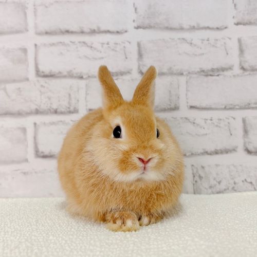 うさぎ紹介（うさぎ販売） | うさぎのしっぽ