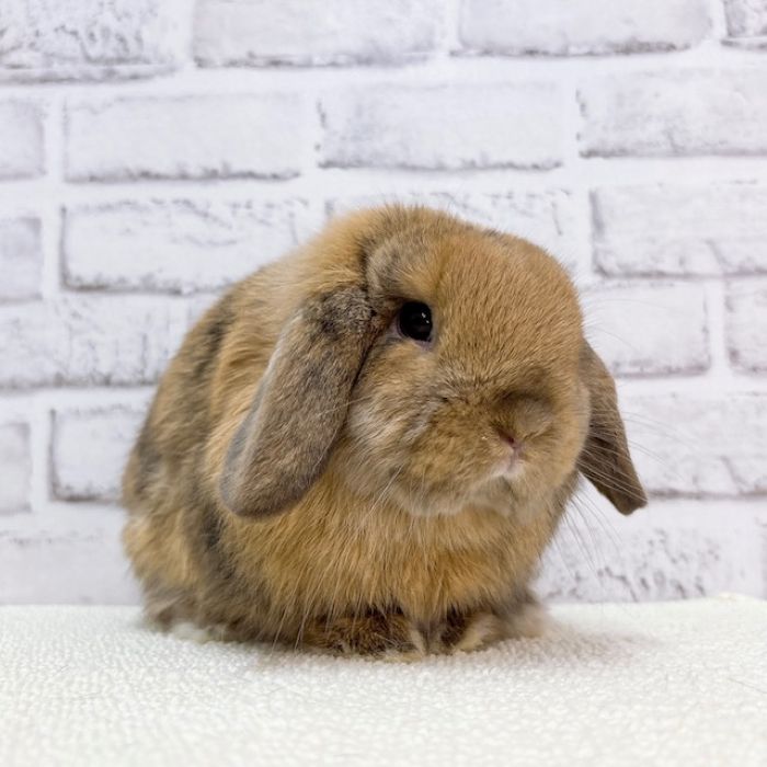 うさぎ紹介（うさぎ販売） | うさぎのしっぽ