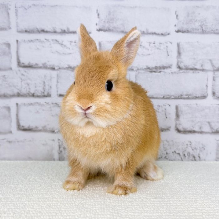 うさぎのしっぽ