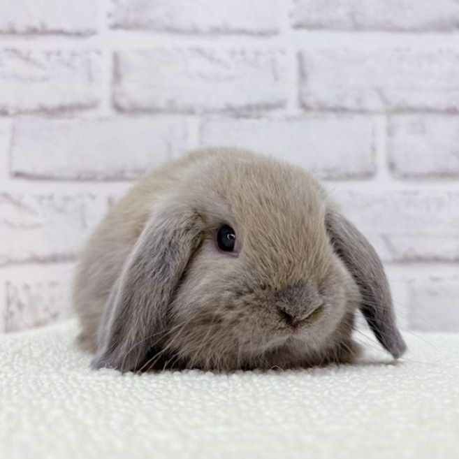 うさぎの飼い方・病気情報、通販 うさぎ専門店うさぎのしっぽ