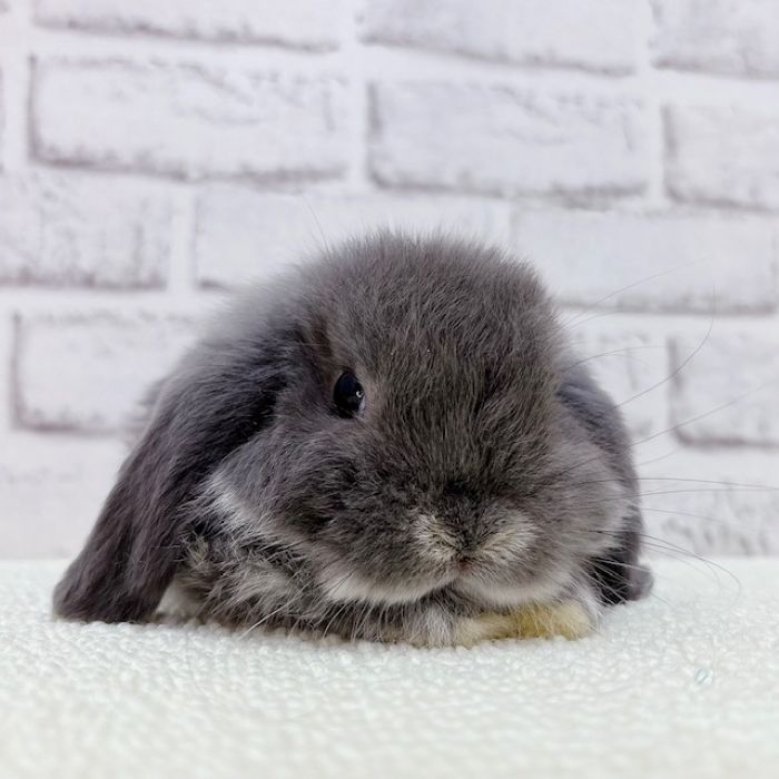 うさぎの飼い方・病気情報、通販 うさぎ専門店うさぎのしっぽ